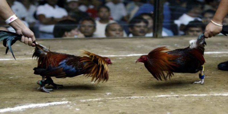 Đá Gà Thomo 99OK - Sức Lôi Cuốn Khó Tả Với Người Việt 4 Giới thiệu cách chơi đá gà Thomo 99OK