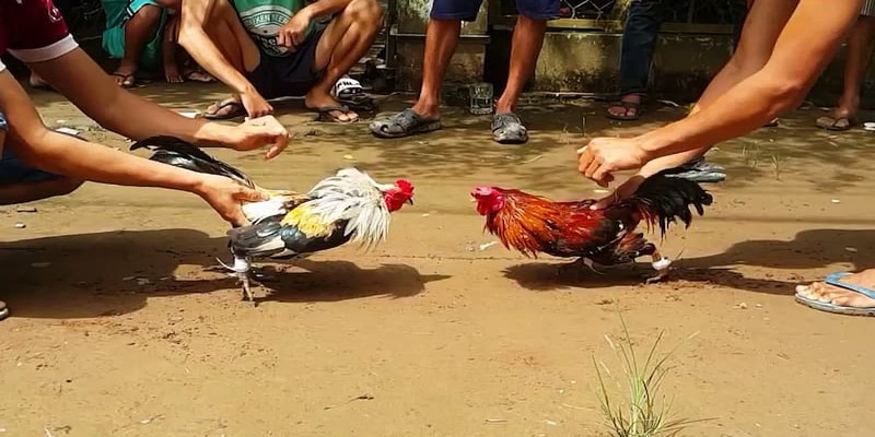 Trực Tiếp Đá Gà Cựa Sắt Thomo 99OK Hay Đến Khó Cưỡng 3 Khám phá cách chơi đá gà cựa sắt Thomo hấp dẫn