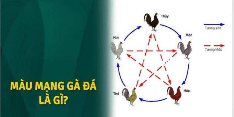Màu Mạng Gà Đá – Phương Pháp Lựa Theo Phong Thủy Chuẩn 99OK 2 Giải thích ý nghĩa cho cách gọi màu mạng gà đá