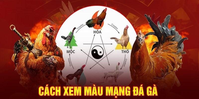 Màu Mạng Gà Đá – Phương Pháp Lựa Theo Phong Thủy Chuẩn 99OK 3 Màu mạng gà đá gà chọi sắc nâu đủ điều kiện để tham chiến