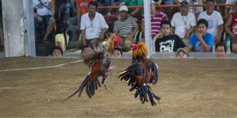 Màu Mạng Gà Đá – Phương Pháp Lựa Theo Phong Thủy Chuẩn 99OK 4 Phương pháp lựa màu mạng gà đá dựa trên mệnh ngũ hành