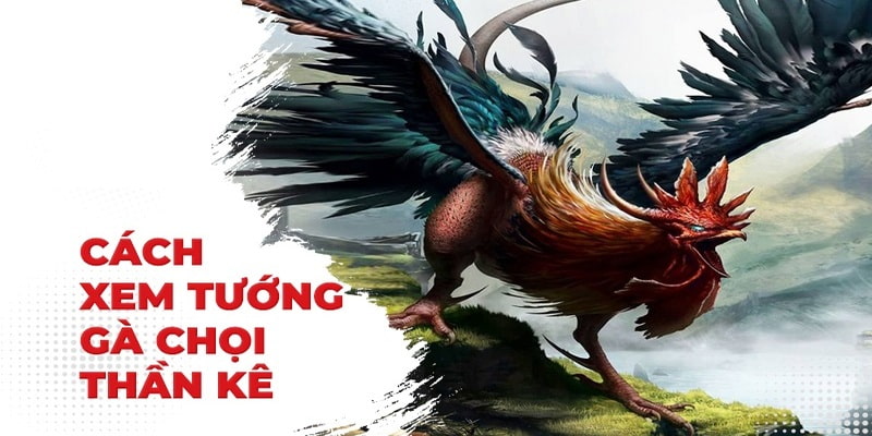 Cách Chọn Tướng Gà Đá 99OK: Bí Quyết Giúp Bạn Chiến Thắng 2 Sơ lược về khái niệm - tướng gà