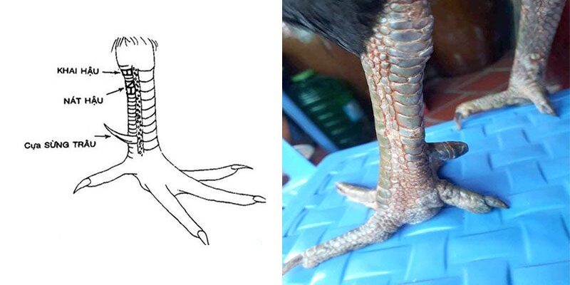 Cách Chọn Tướng Gà Đá 99OK: Bí Quyết Giúp Bạn Chiến Thắng 4 Để có một chú gà tốt, cần sự huấn luyện tốt