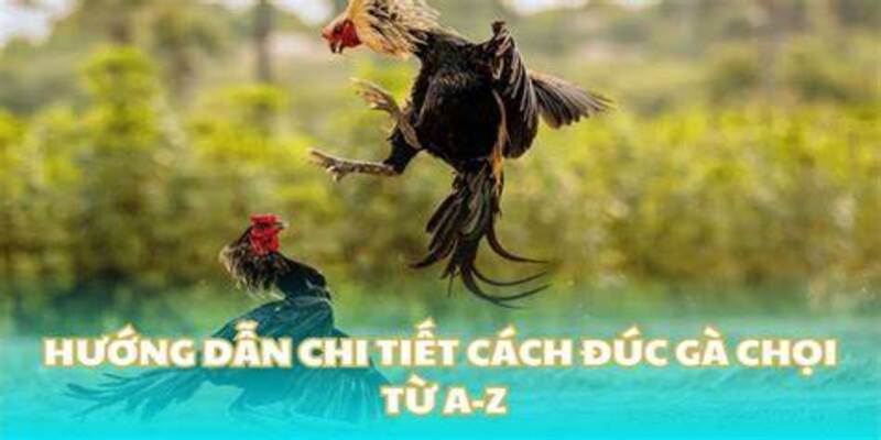 Cách Chọn Tướng Gà Đá 99OK: Bí Quyết Giúp Bạn Chiến Thắng 3 Các lưu ý quan trọng khi chọn tướng gà
