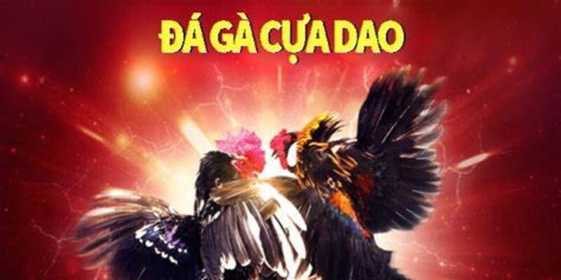 Đá Gà Cựa Dao Từ 99OK: Trải Nghiệm Cách Chơi Hiệu Quả Nhất 2 Tìm hiểu về hình thức đá gà đặc biệt và hấp dẫn
