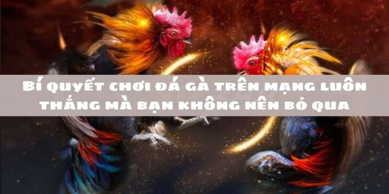 Đá Gà Philippines 99OK: Cẩm Nang Về Trò Chơi Truyền Thống Thú Vị 4 Chiến thắng đá gà với những mẹo chơi hiệu quả