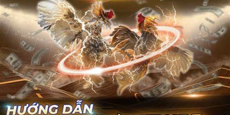 Luật Chơi Đá Gà Từ 99OK: Những Quy Định Quan Trọng Cần Biết 2 Đơn giản hóa khái niệm về đá gà